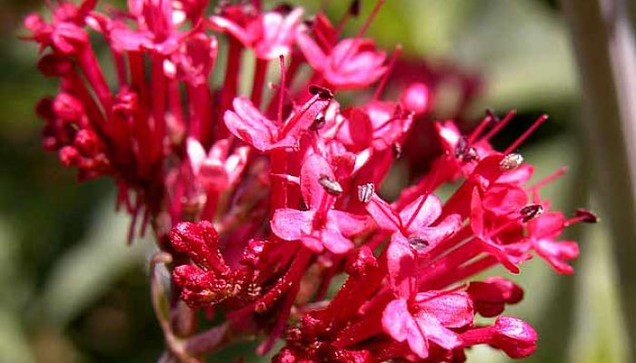 Valeriana Roja: Descripción, Siembra, Cuidados Y Más