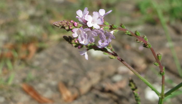 Verbena Venosa. Origen, descripción, Cultivo, Cuidados, Propiedades.