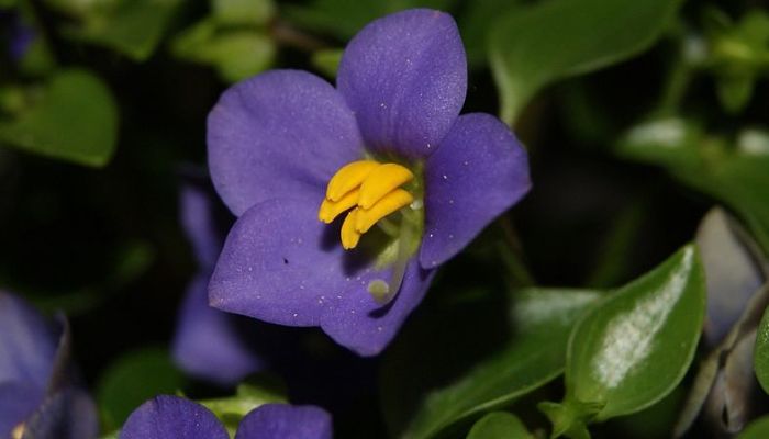 Violeta Persa: Origen, Descripción, Variedades, Cómo Cultivar Y Cuidados