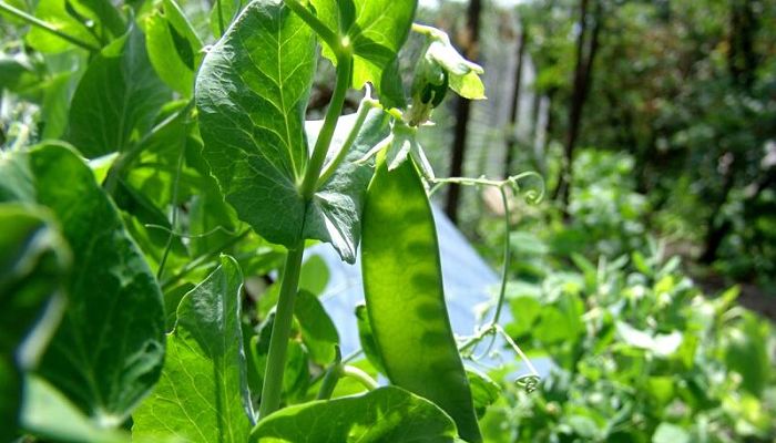 Yero. Origen, Descripción, Cultivo, Cuidados, Propiedades.