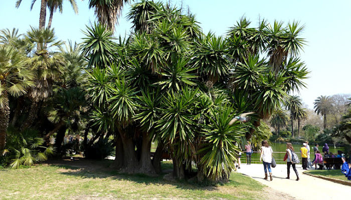 Yuca Gigante. Origen, Descripción, Cultivo, Cuidados, Propiedades