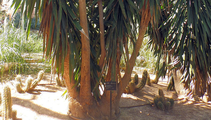 Yuca Pie De Elefante, Un Gigante En Tu Jardín Y En Tu Casa