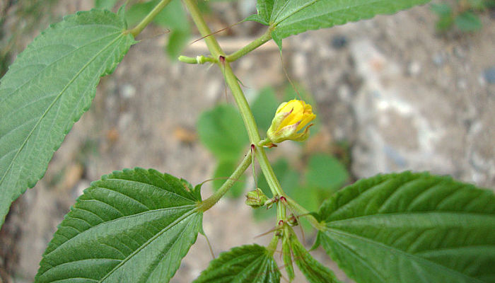 Yute Malva. Origen, Descripción, Cultivo, Cuidados, Propiedades