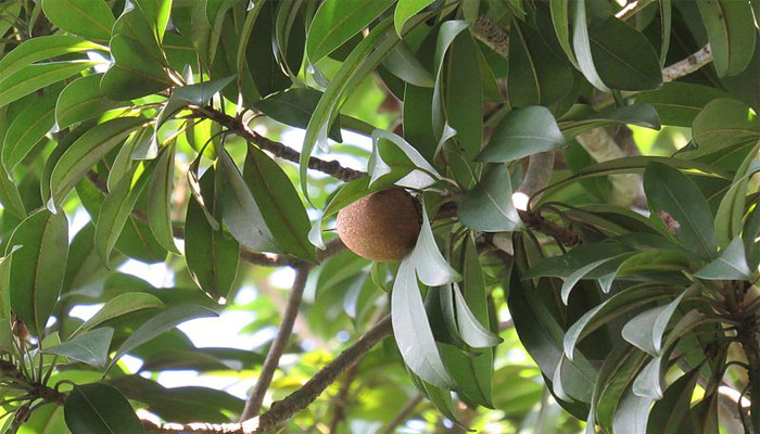 Zapote. Origen, Descripción, Variedades, Cultivo, Cuidados Y Usos