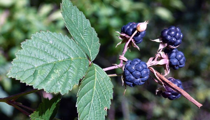 Zarza Pajarera. Origen, Descripción, Cultivo, Cuidados, Propiedades